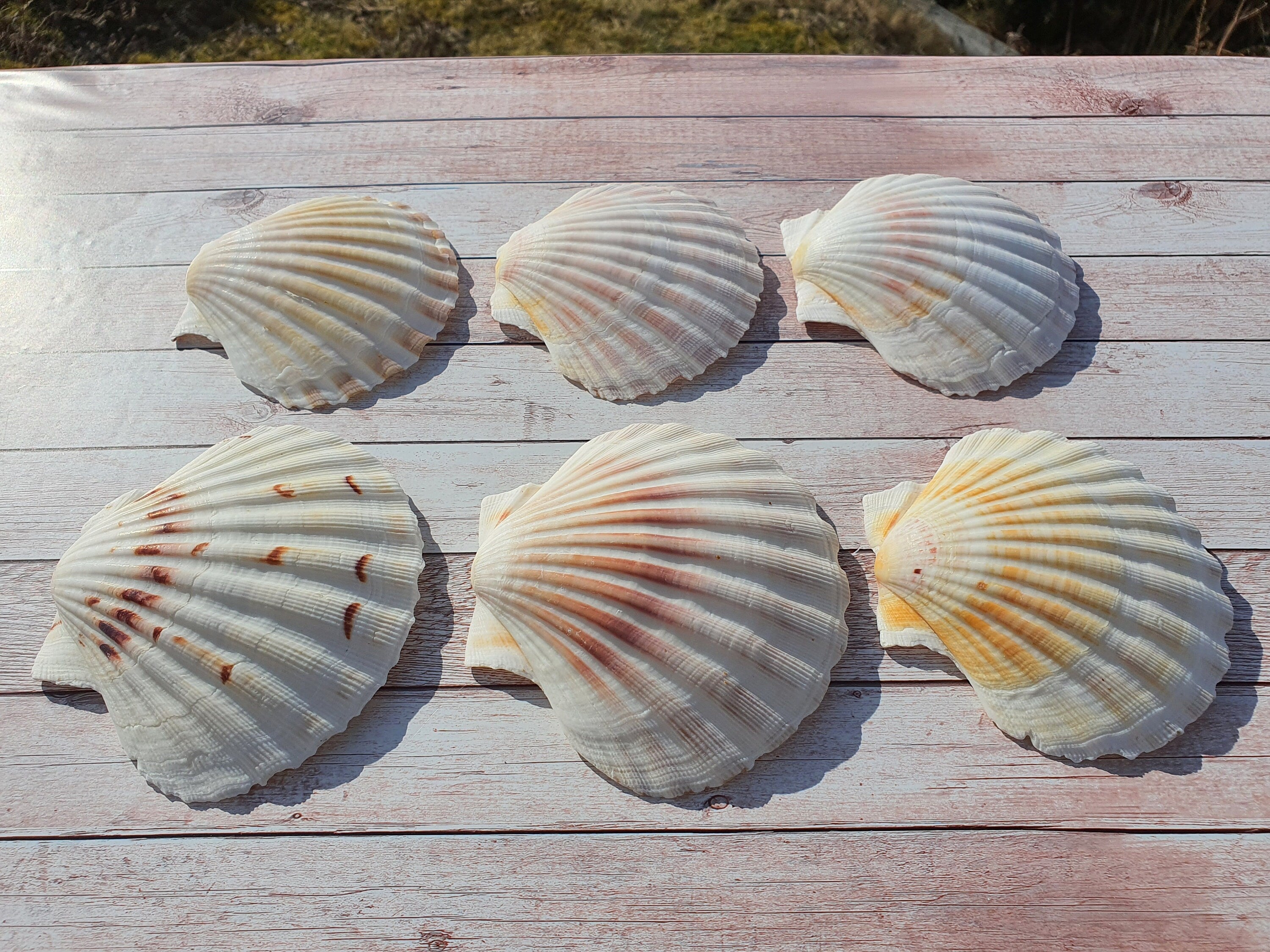 Sea Washed Scallop Shells 8-10cm