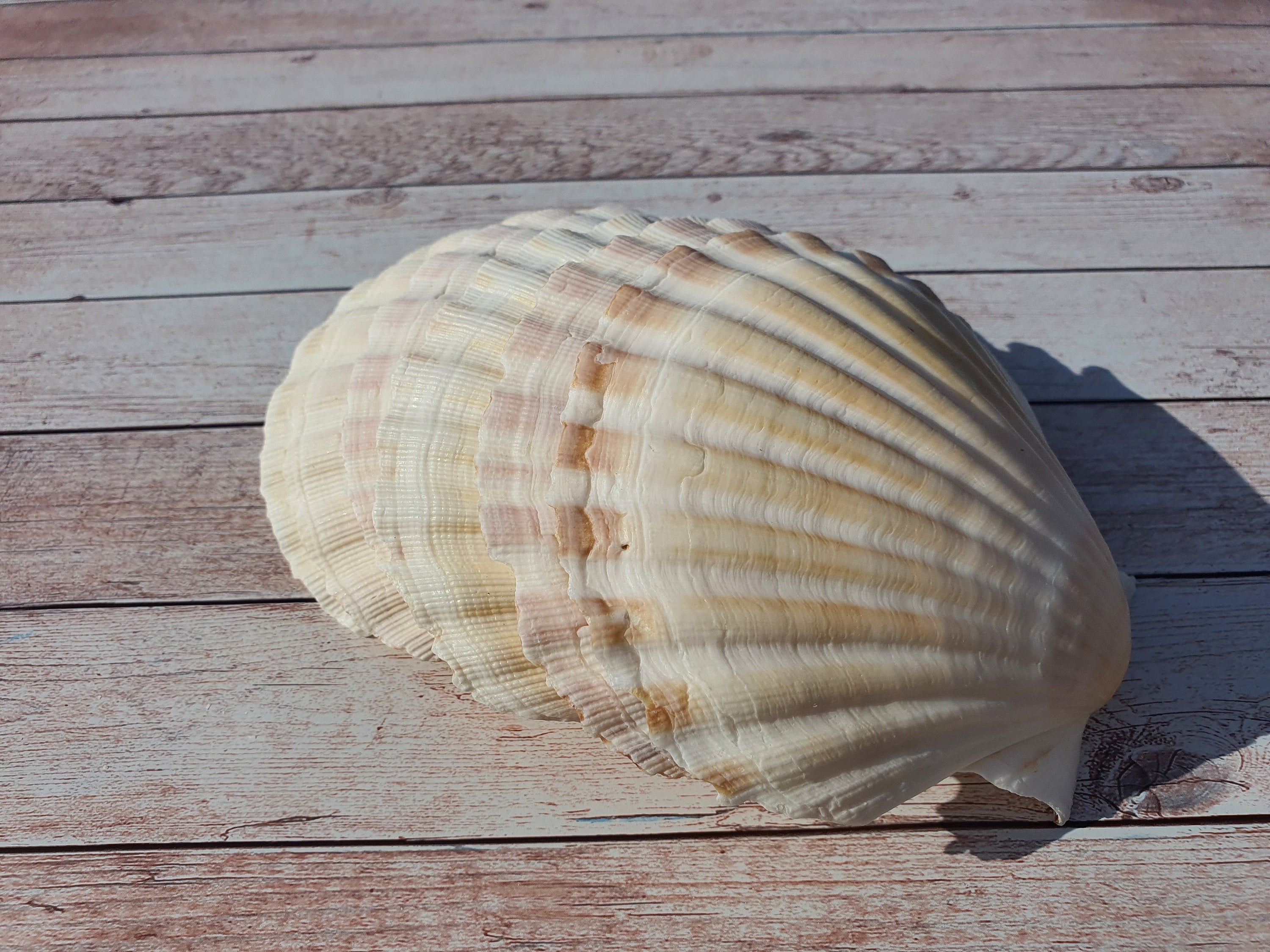 Sea Washed Scallop Shells 8-10cm