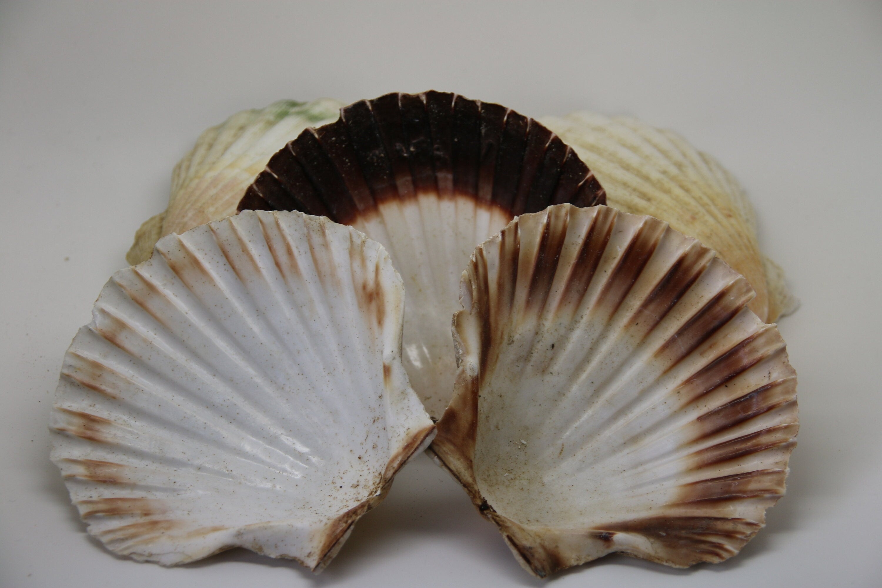 Scallop Shells Large UK SEA Washed Natural Scallop Shell 13cm 1, 2, 6, 12, 24, 48, 100