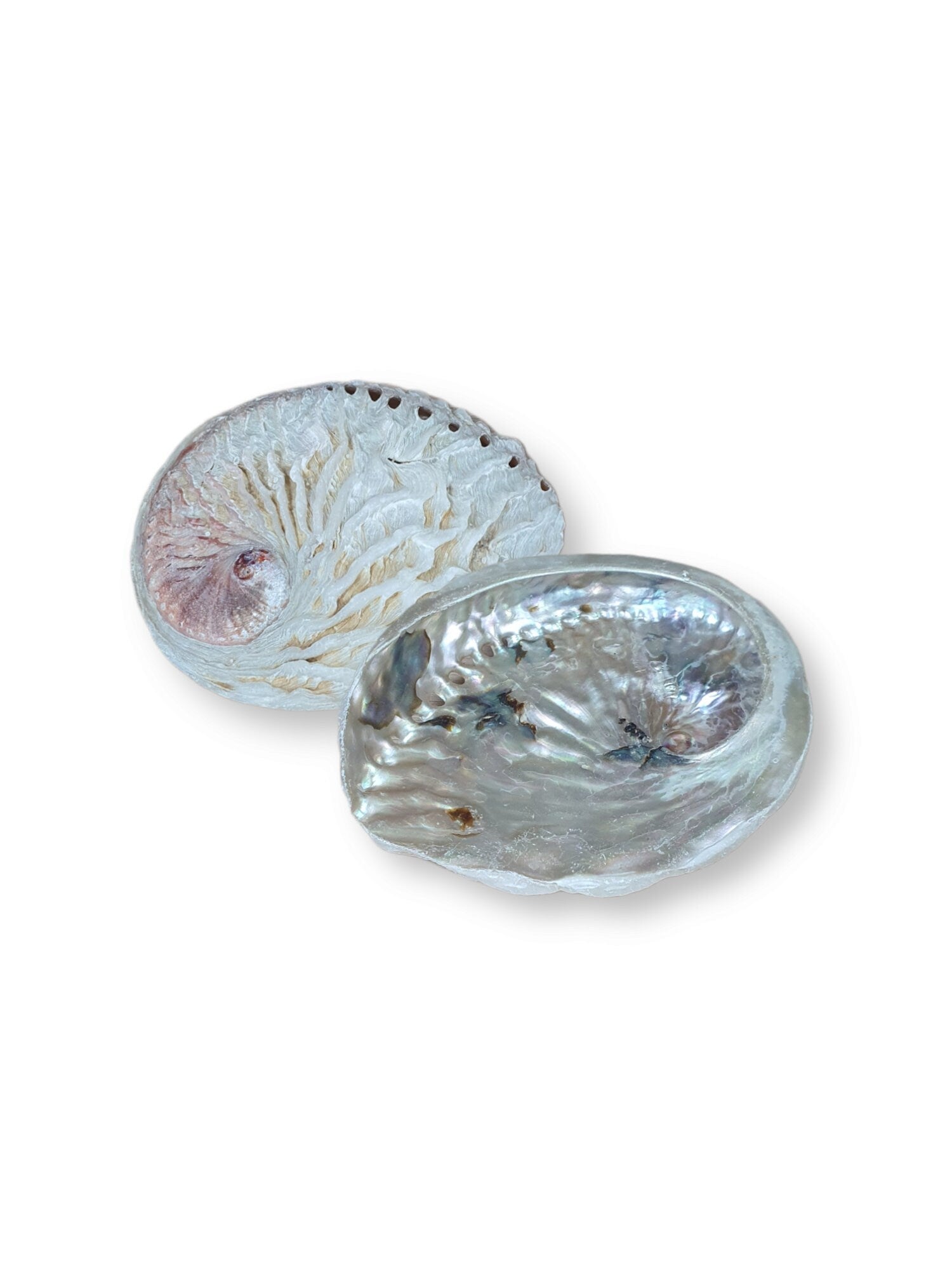 Abalone Shell Medium 11-13cm