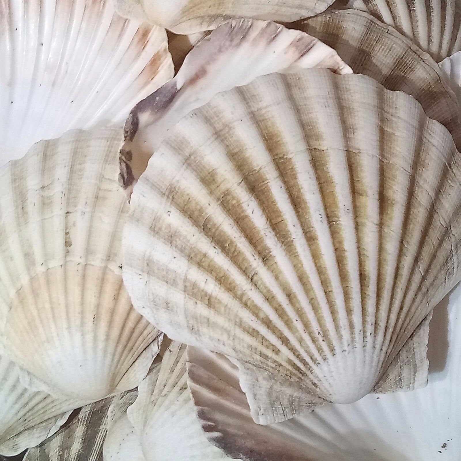 Scallop Shells Large UK SEA Washed Natural Scallop Shell 13cm 1, 2, 6, 12, 24, 48, 100