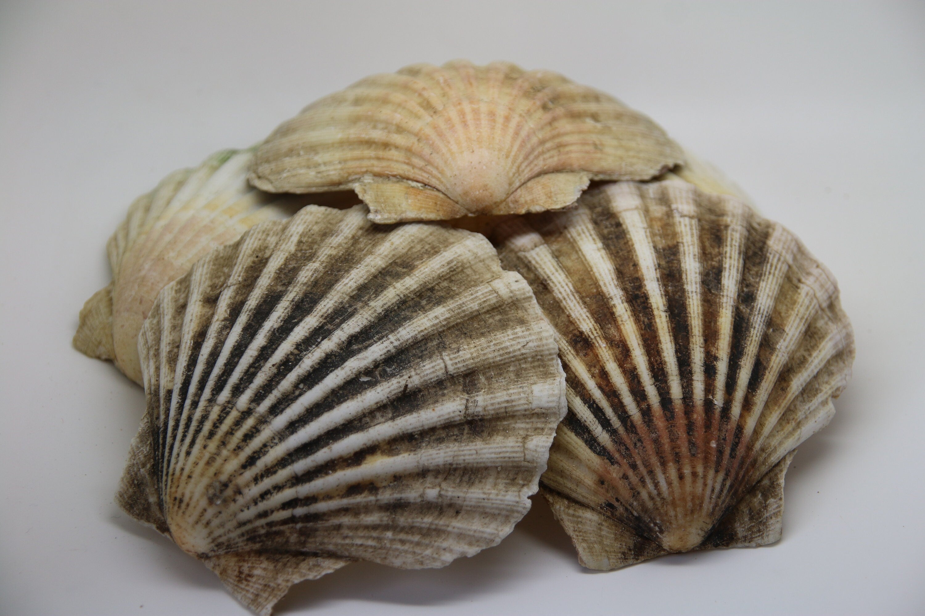 Scallop Shells Large UK SEA Washed Natural Scallop Shell 13cm 1, 2, 6, 12, 24, 48, 100