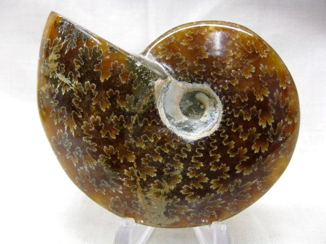 Polished Ammonite with Sutures